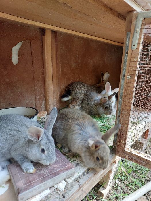 Продам кроликов 5 штук