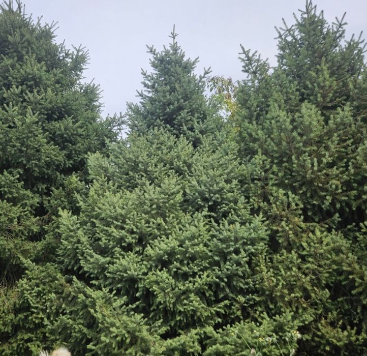 Ёлка сатылымда хабарласыңыздар