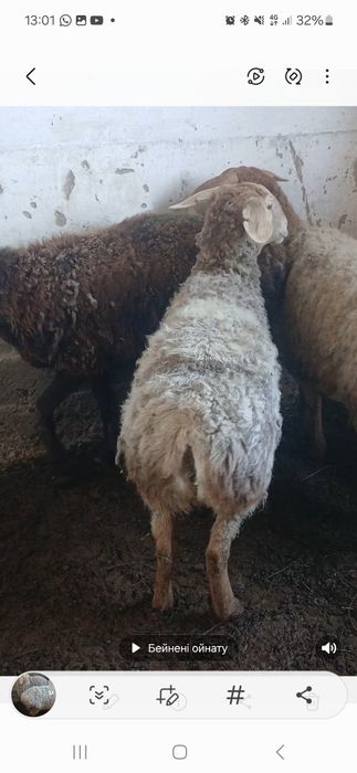 Гисар кой сатлады