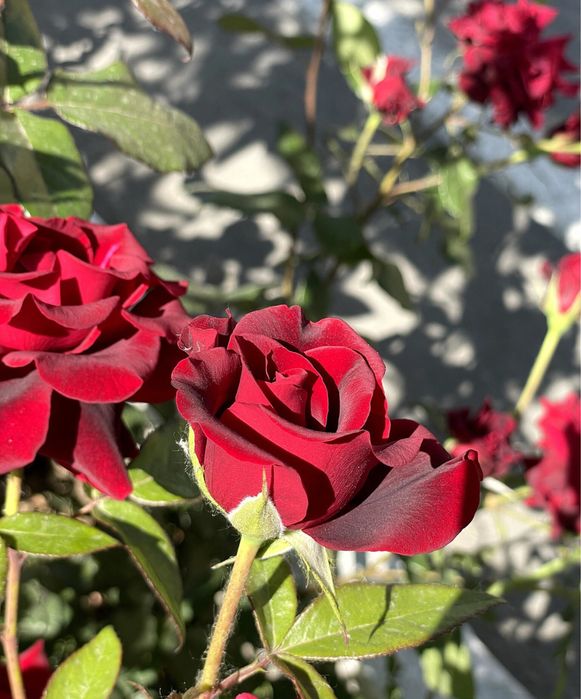 Atir gul kochatlari sotiladi