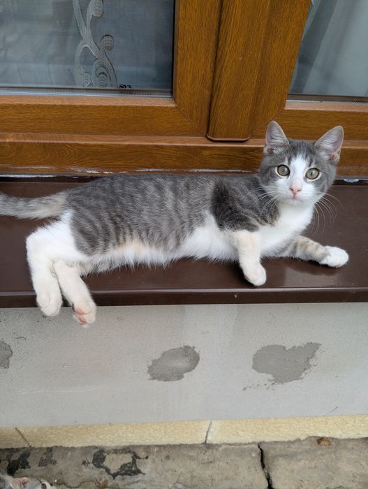 Donatii pisica cu doi pisoi