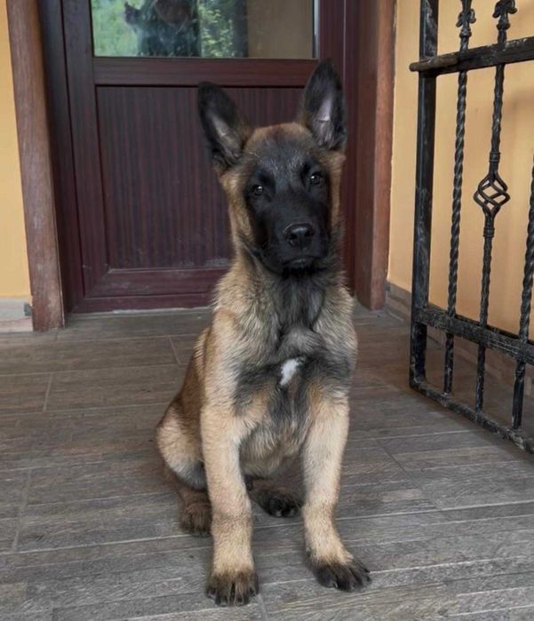 Mascul Ciobanesc Belgian Malinois Calitate Pitesti