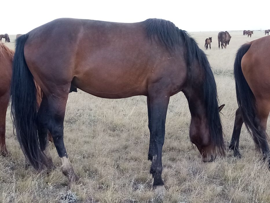 Продам жеребца 5.5 лет