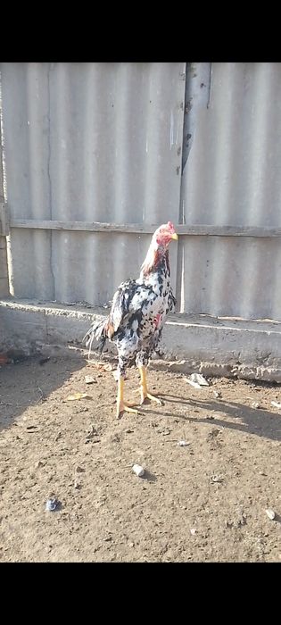 Дакан майский 20