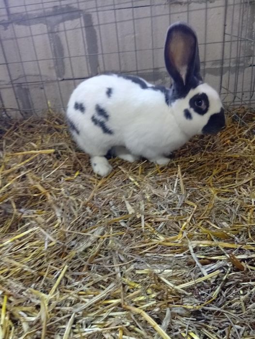 Vând iepuri fluture german