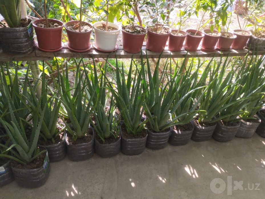 Gul aloe vera ..