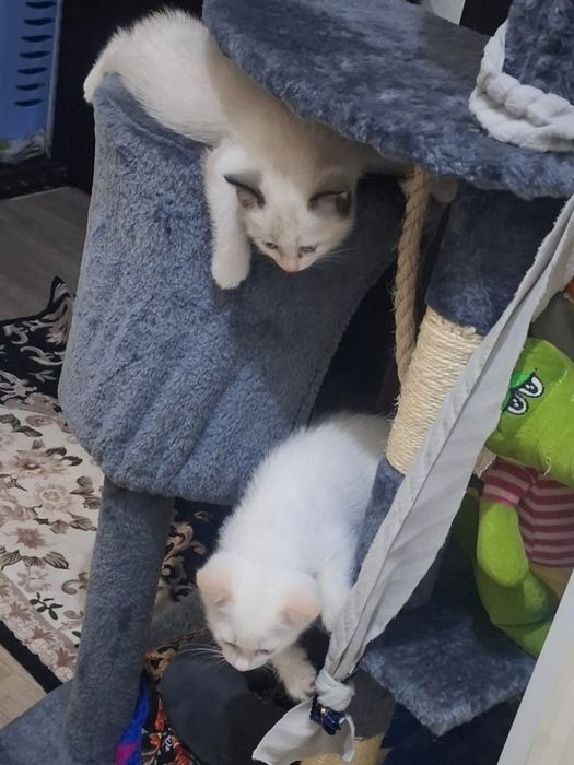 Котята приучены к лотку