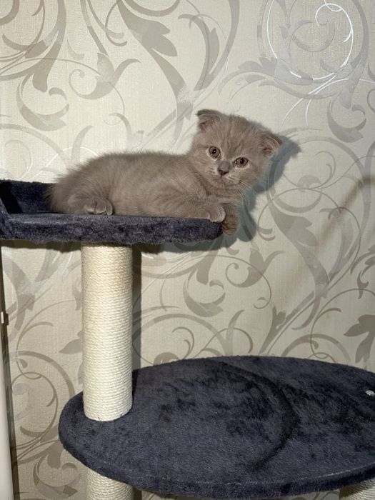 Чистокровные Британские котята 2 месяца