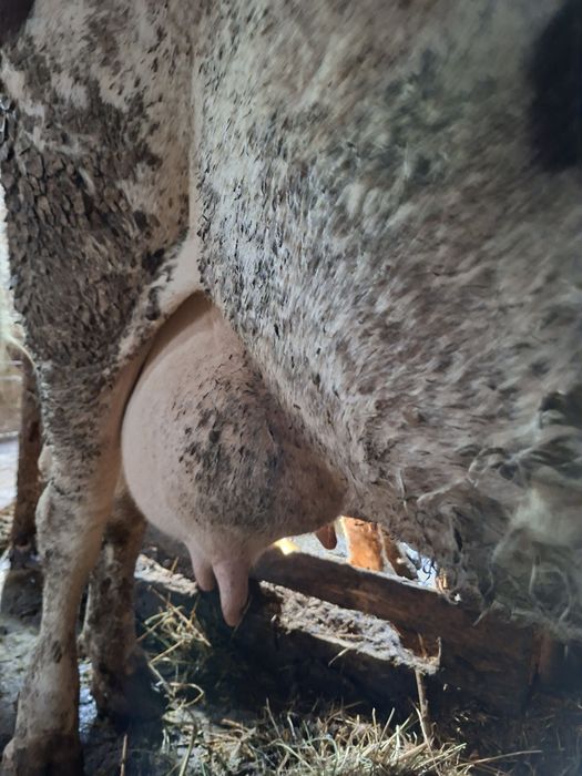 Vaca de lapte cu vițel lângă ea