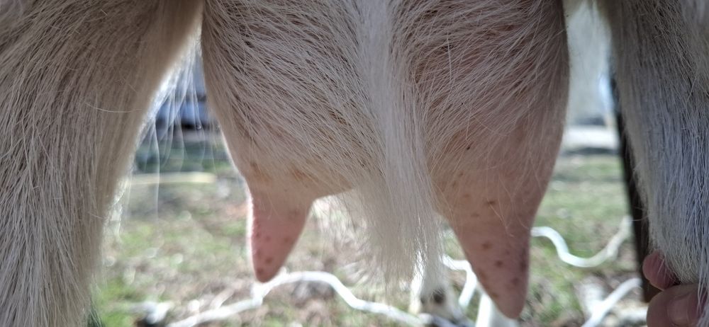 Заненский ешкі лағымен