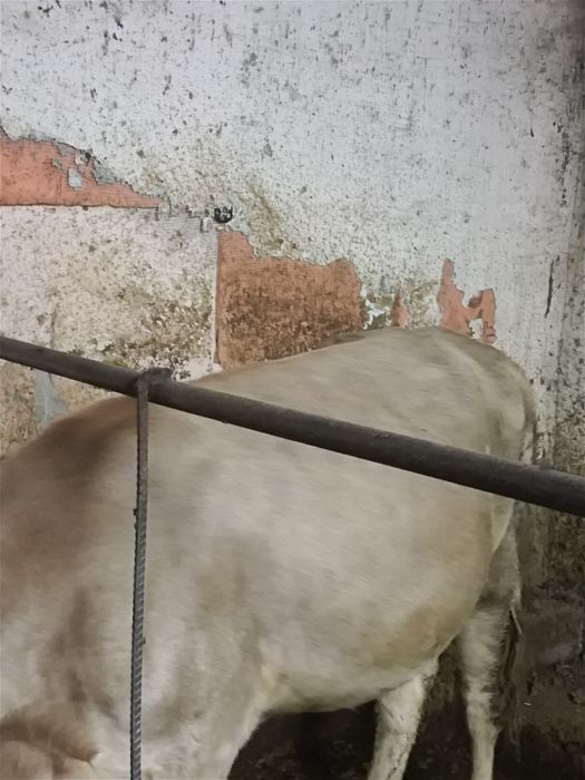 Байланған тайынша кунажындар сатылады