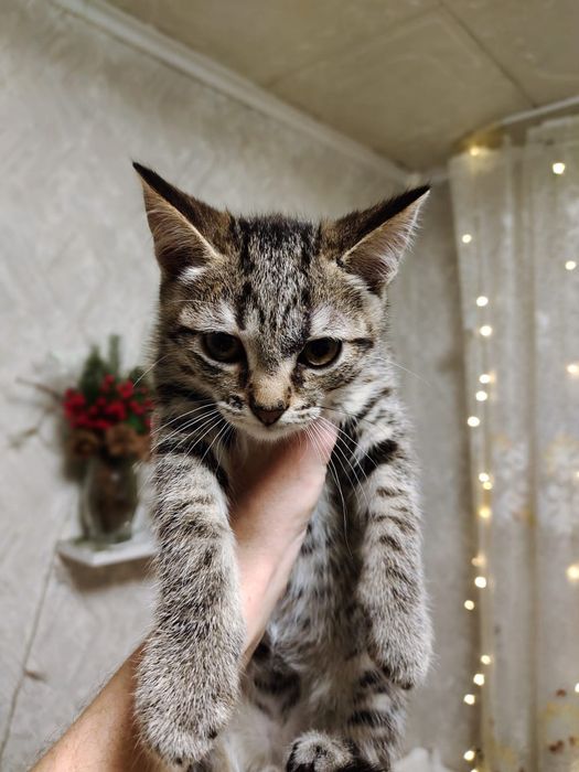 Отдам в добрые руки