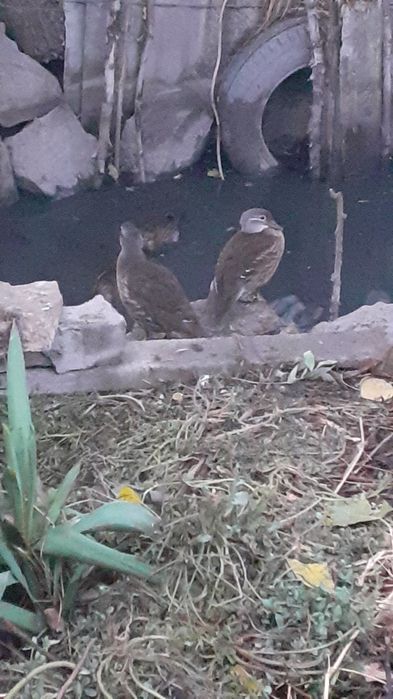 pui rată mandarin
