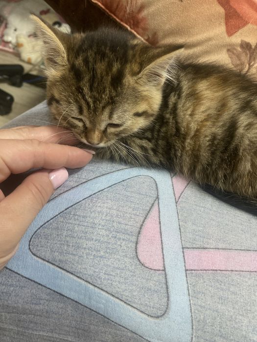 Отдадим котенка