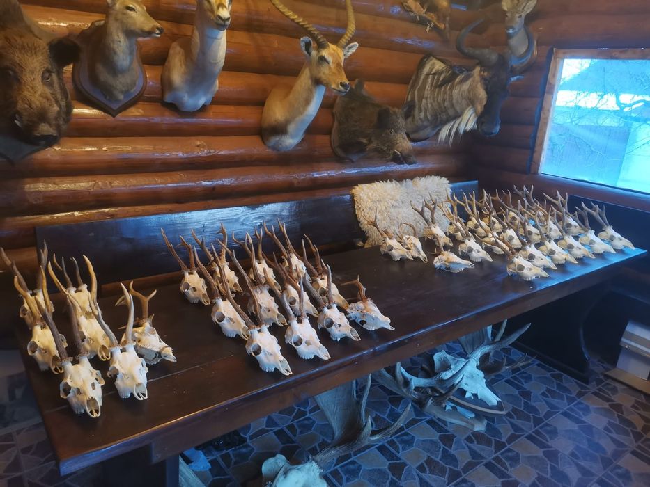 Trofee căprior disponibile