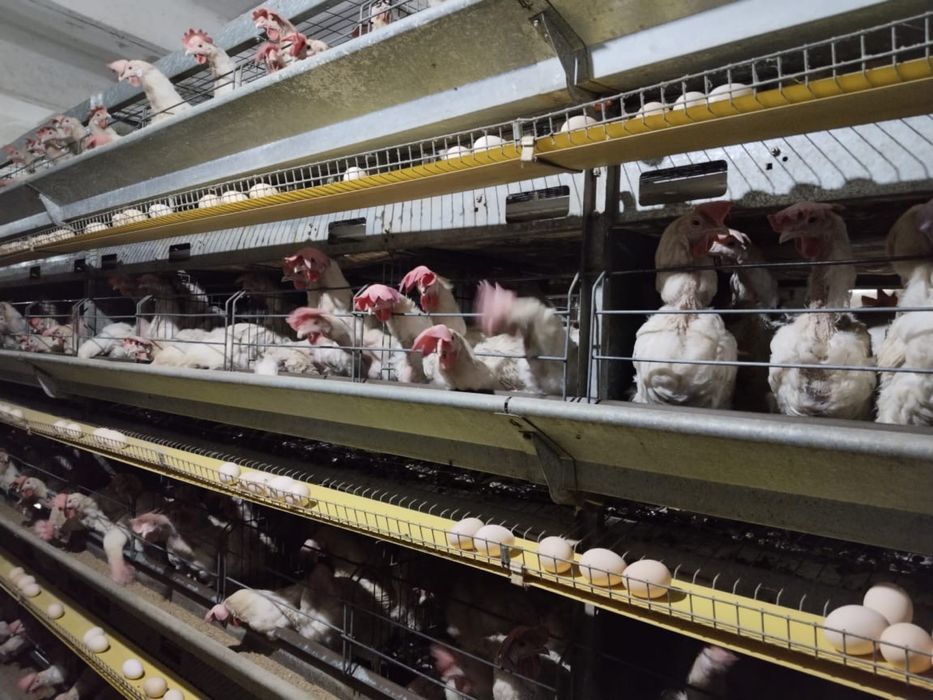 Корал ник несушки