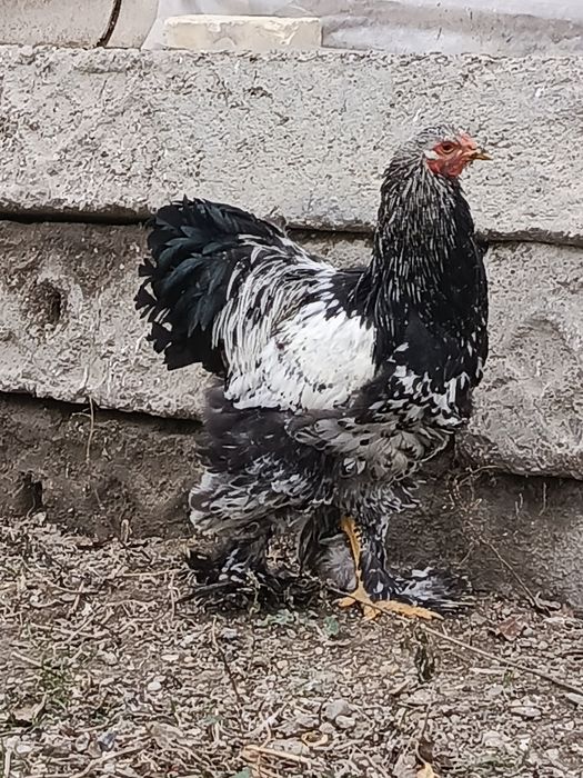 Brama xoʻroz sotiladi