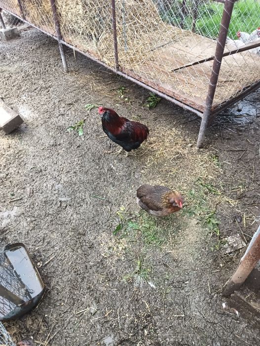 Vând cocoș și găină rasa Araumcana