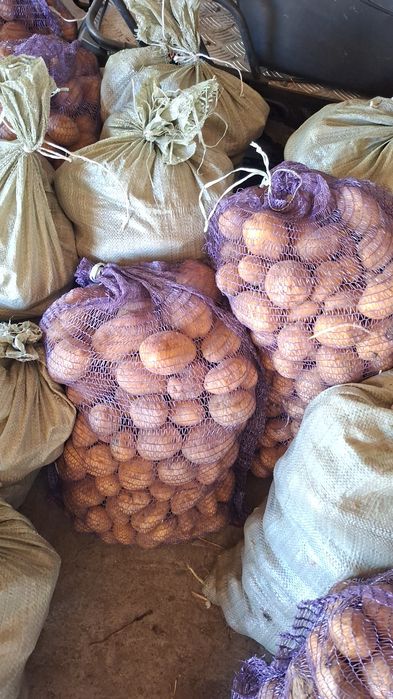 Продаётся картошка домашняя!