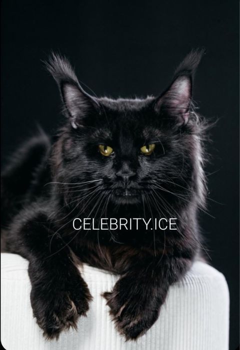 Котята Мейн куна