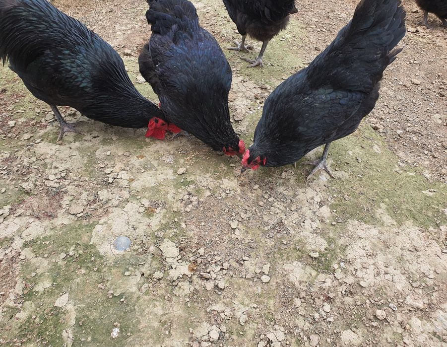 Avstralorp Qora zotli tovuq tuxumlari sotiladi