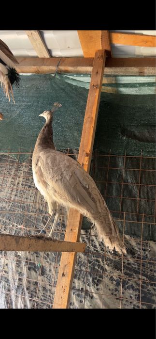 Paun opal de vanzare