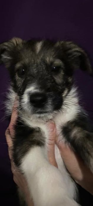 Щенки,привиты,проглистогонены