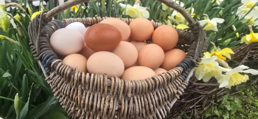 Домашни яйца супер качество