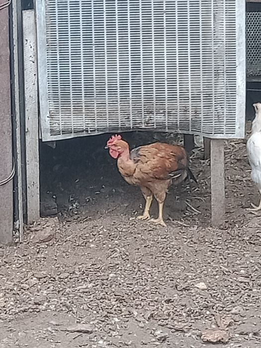 Молодые  петушки