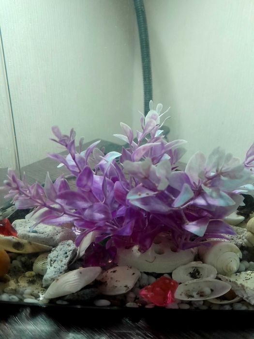 Аквариум с  улиткой