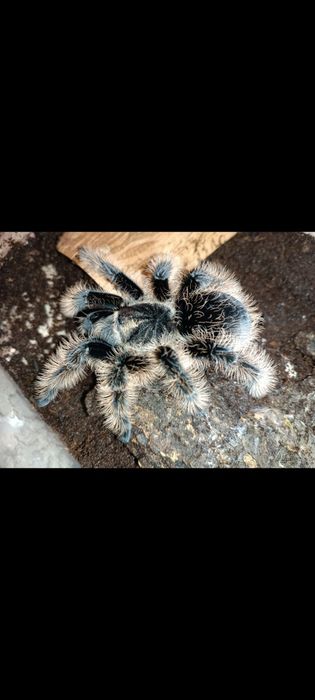 Brachypelma albopilosum.