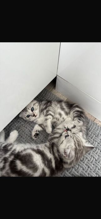 Шотландские котята