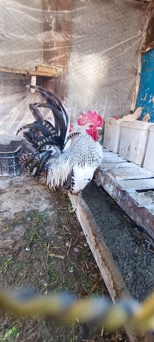 Cocoșei chabo tineri