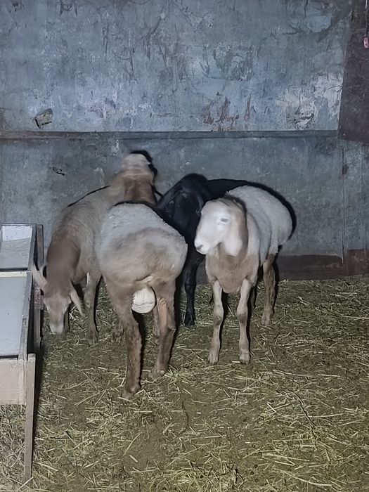 Продам Ягнята Арашаны