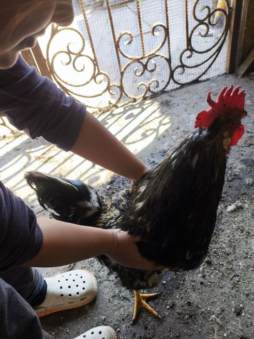 Продается черный петух