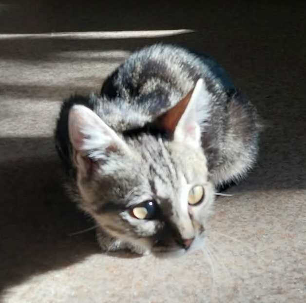 Котёнок-девочка окрас дымчатый