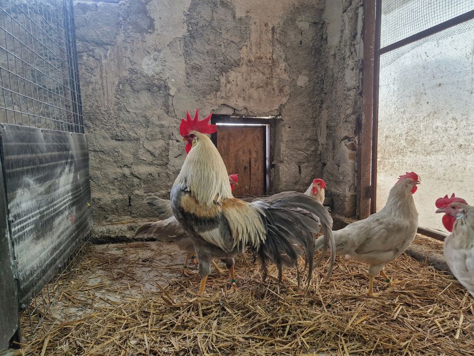 Oua de incubat Italiana gri perlat