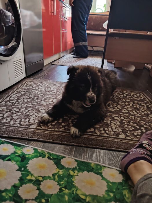 Щенок алабая и хаски