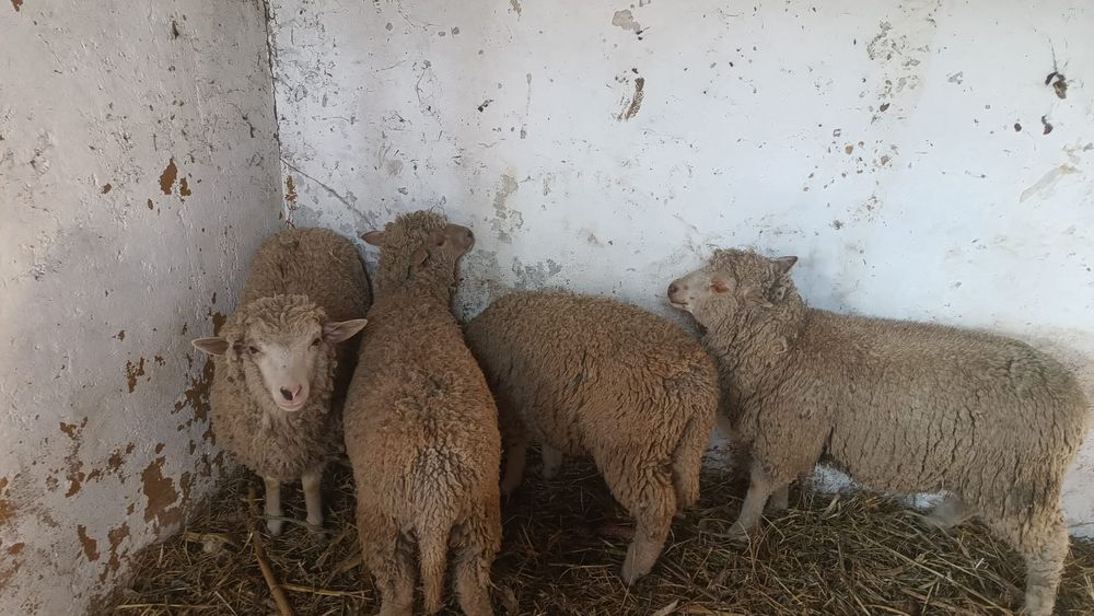 Vand miei intre 25-30 kg