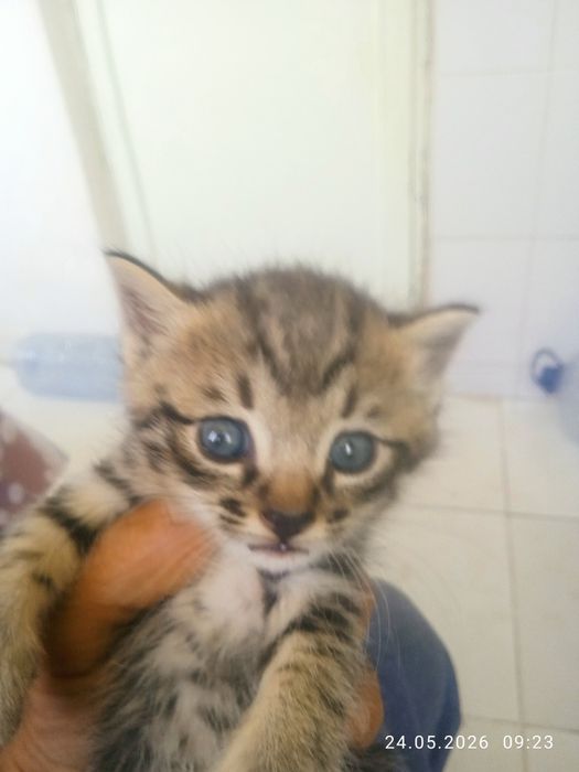 Продам котят один месяц