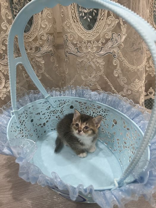 Продам милых котят