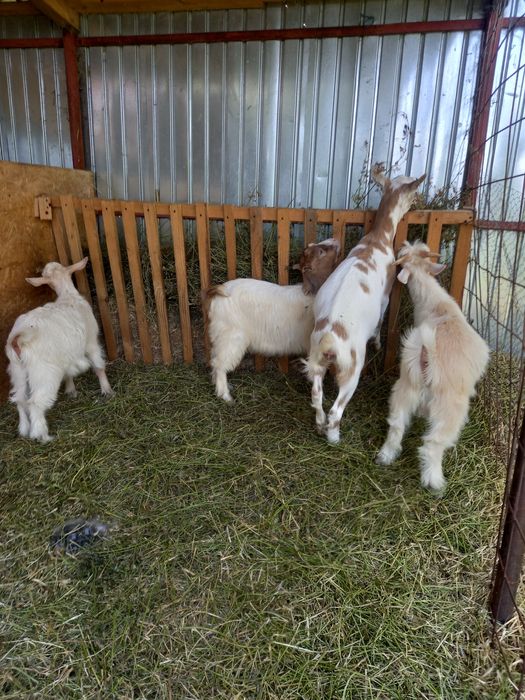 Se vând doi iezi la alegere!