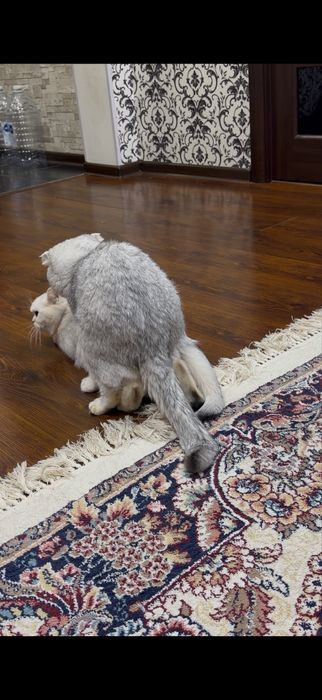 Серебристая шиншилла вязка