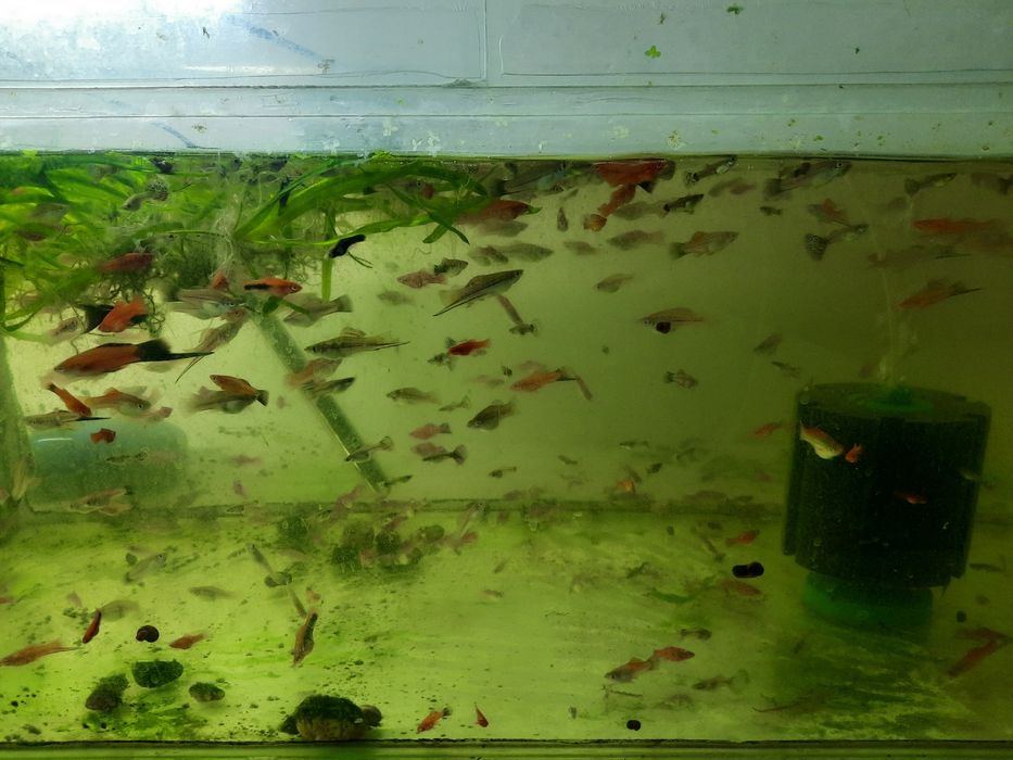 Меченосцы  аквариум  рыбки