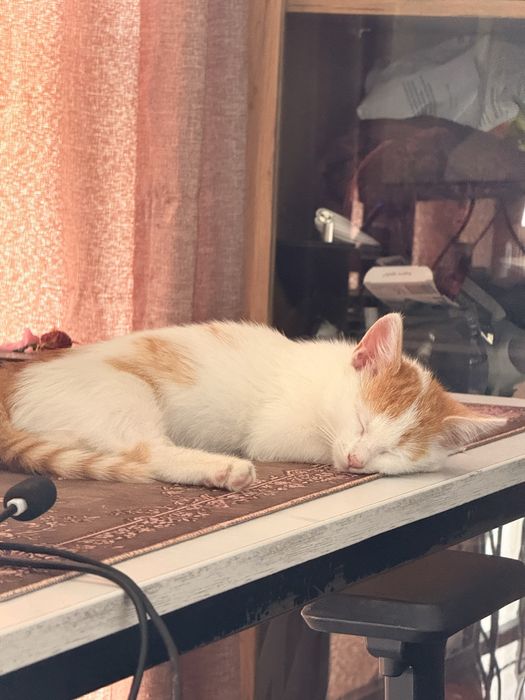 Коте мъжко търси дом
