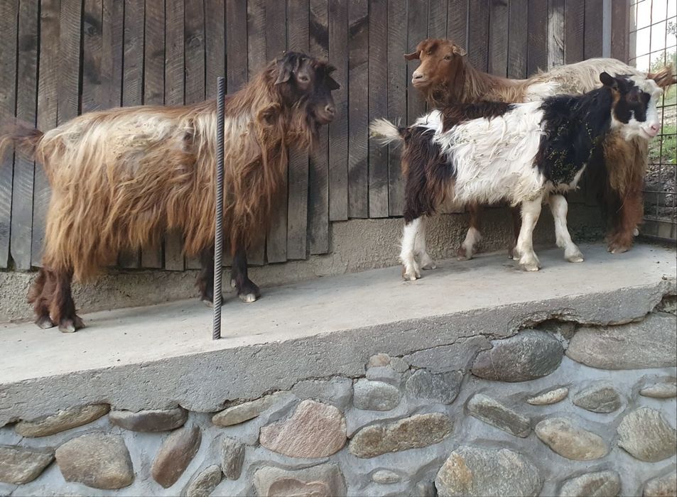 Tapi de vanzare,,
