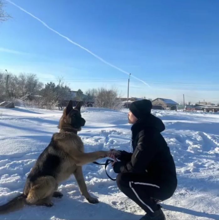 Щенки немецких овчарок