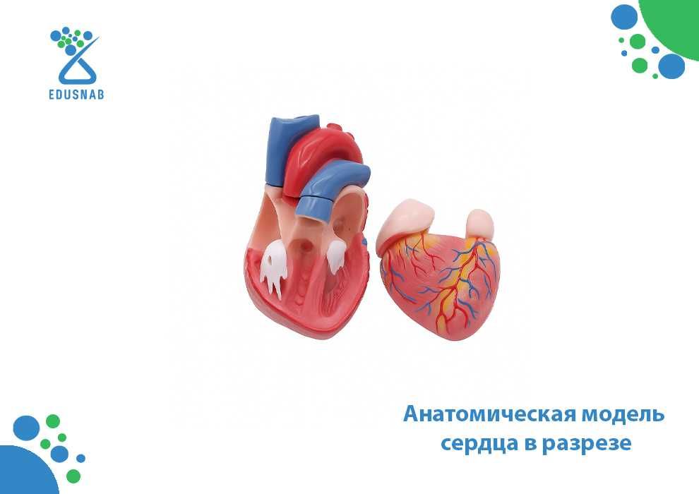 Анатомическая модель сердца в разрезе