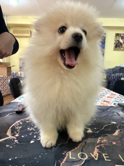 Щенки померанский шпиц