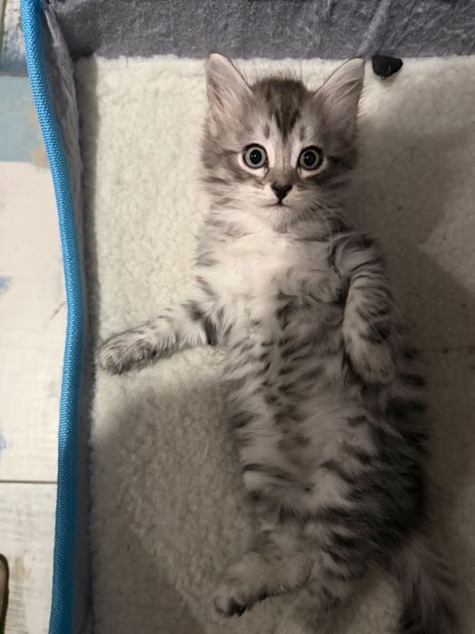 Отдам котят в добрые руки
